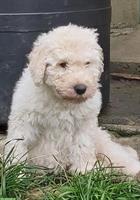 KOMONDOR Welpen suchen ein geeignetes Zuhause