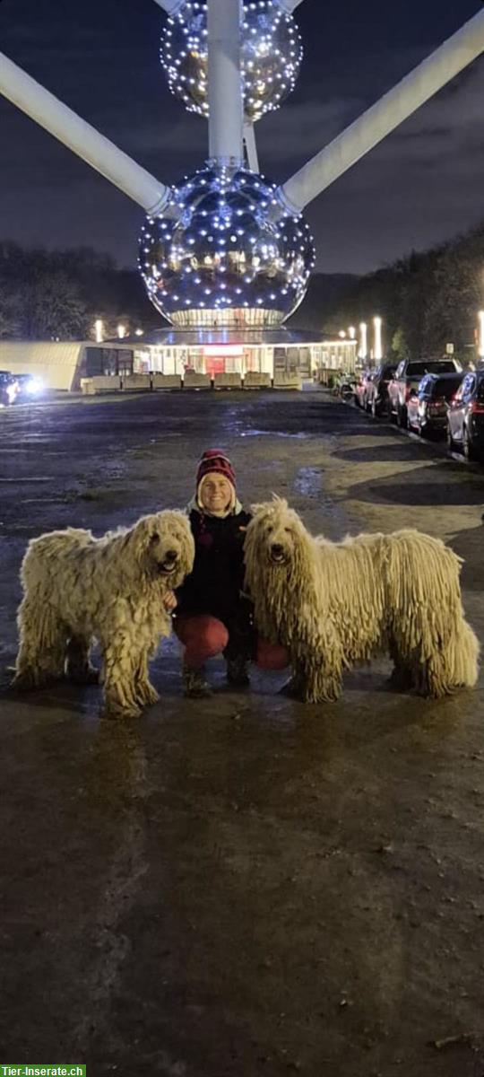 Bild 10: KOMONDOR Welpen suchen ein geeignetes Zuhause