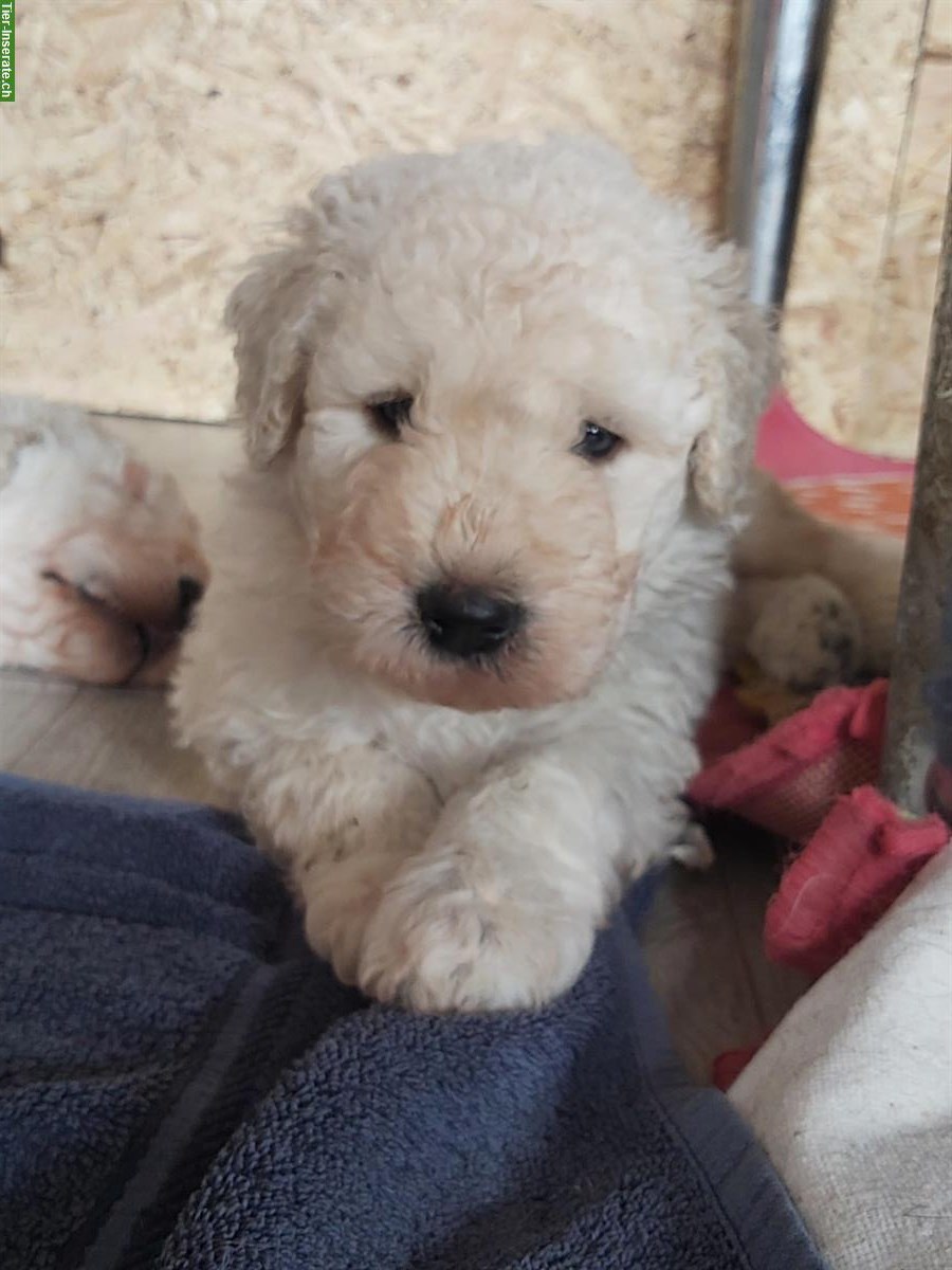 Bild 2: KOMONDOR Welpen suchen ein geeignetes Zuhause
