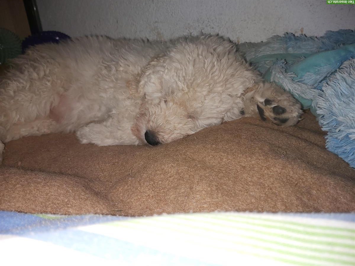 Bild 3: KOMONDOR Welpen suchen ein geeignetes Zuhause