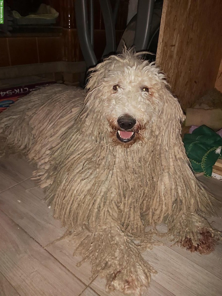 Bild 5: KOMONDOR Welpen suchen ein geeignetes Zuhause