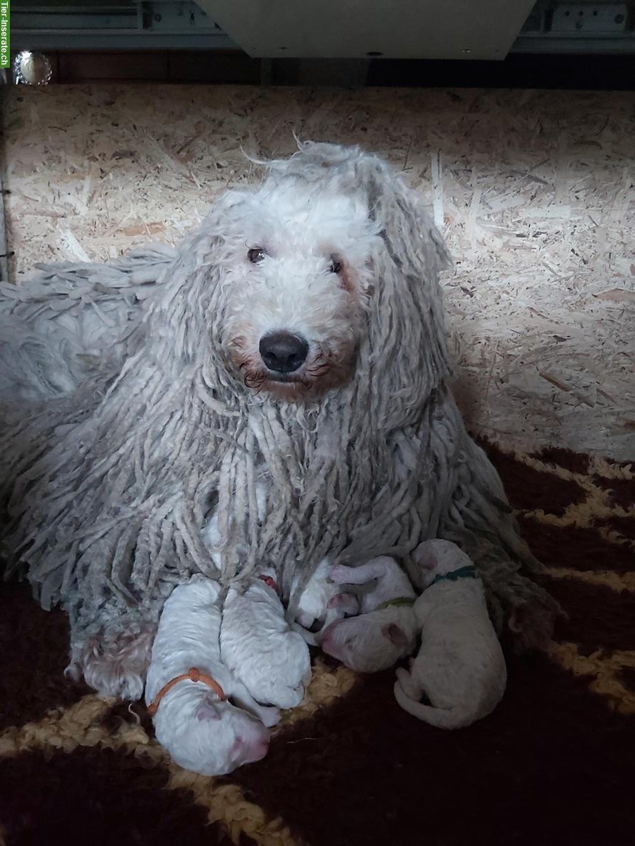 Bild 8: KOMONDOR Welpen suchen ein geeignetes Zuhause
