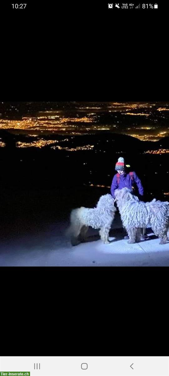 Bild 9: KOMONDOR Welpen suchen ein geeignetes Zuhause