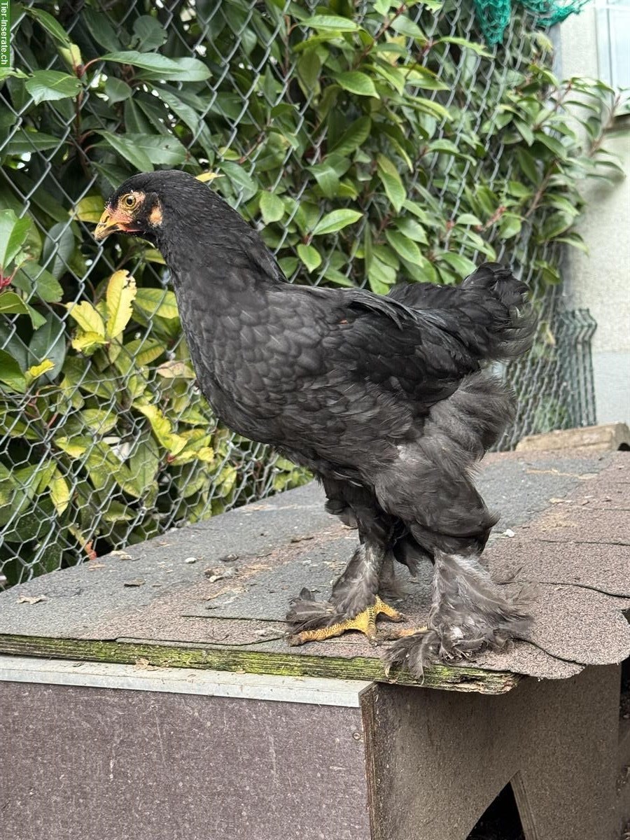 Bild 2: Brahma-Mix Hähne und Hennen abzugeben