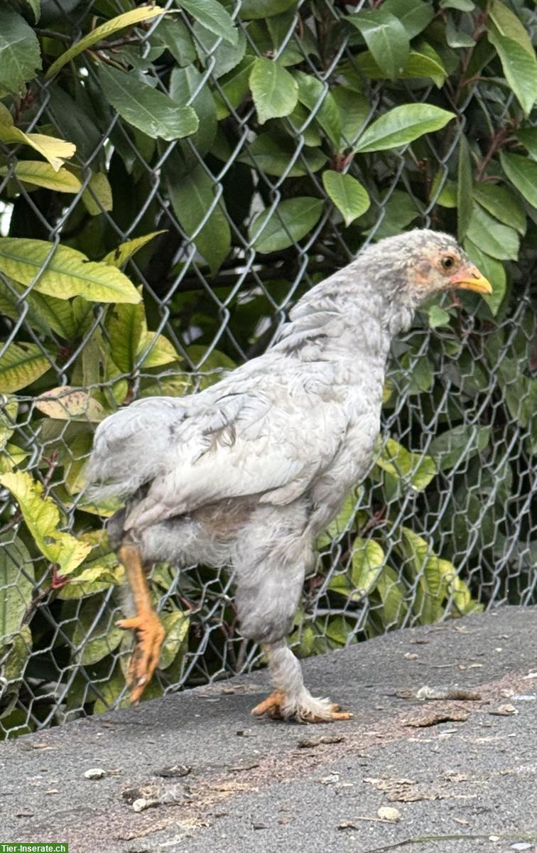 Bild 3: Brahma-Mix Hähne und Hennen abzugeben