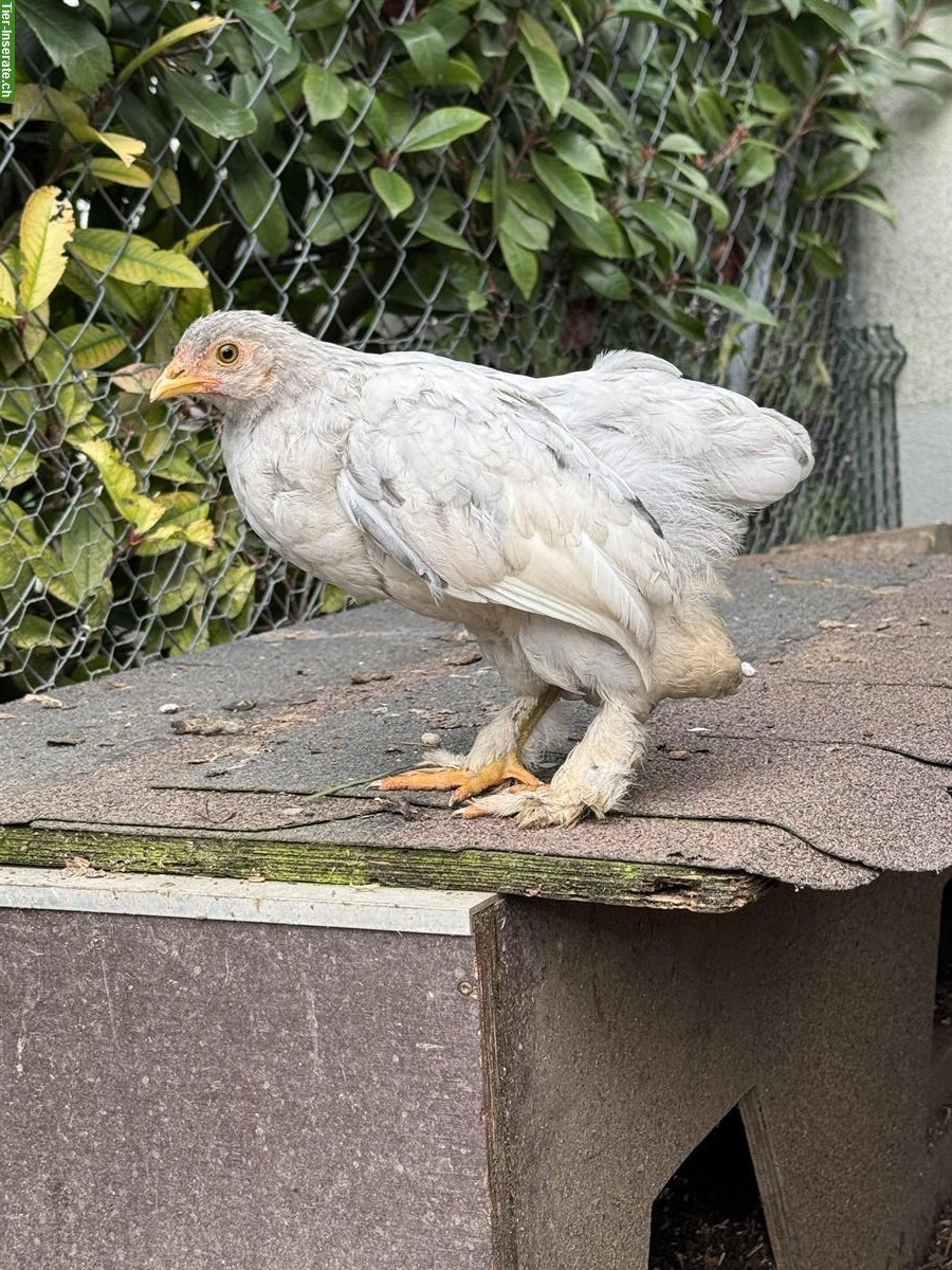 Bild 4: Brahma-Mix Hähne und Hennen abzugeben