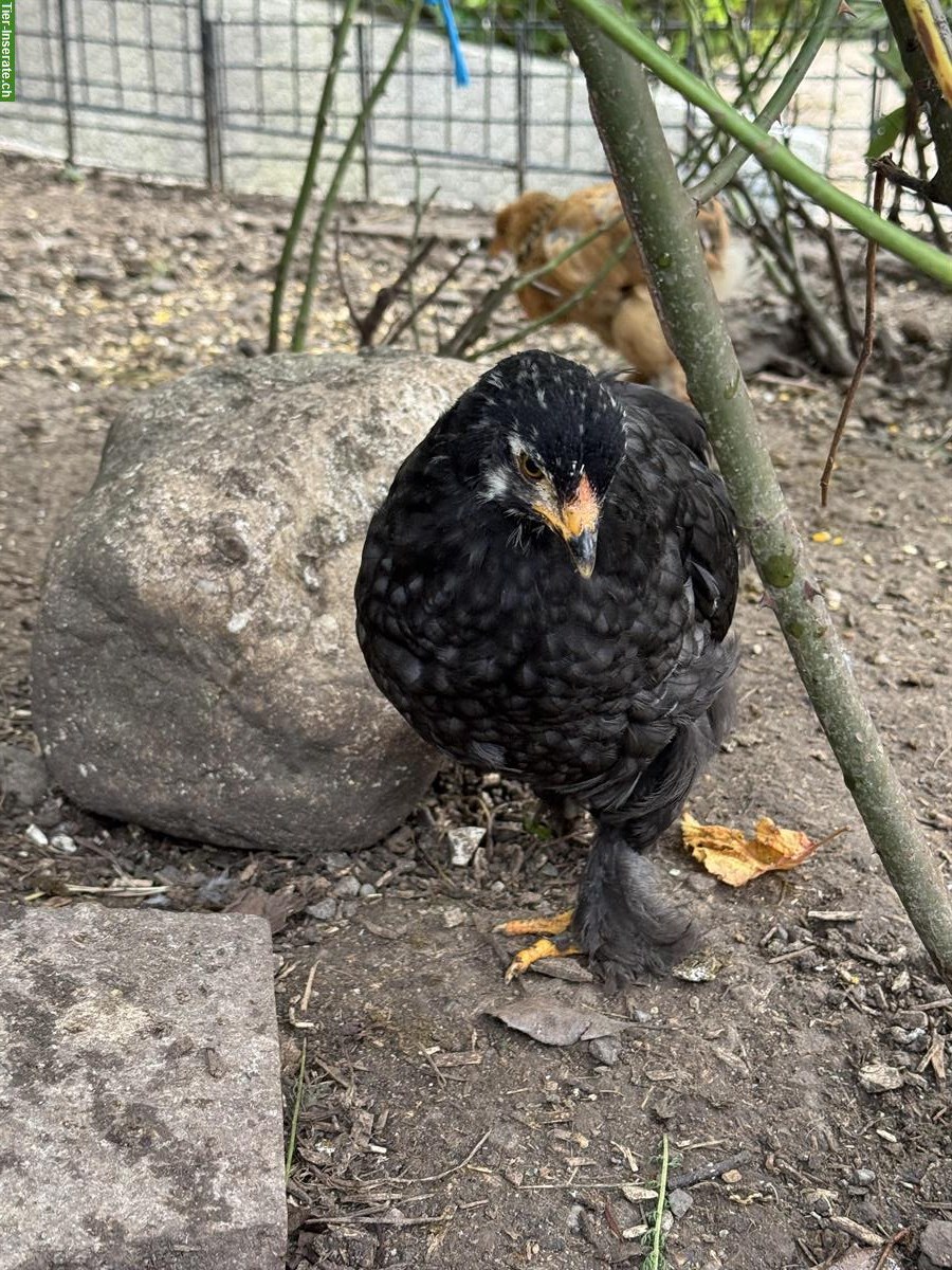 Bild 5: Brahma-Mix Hähne und Hennen abzugeben