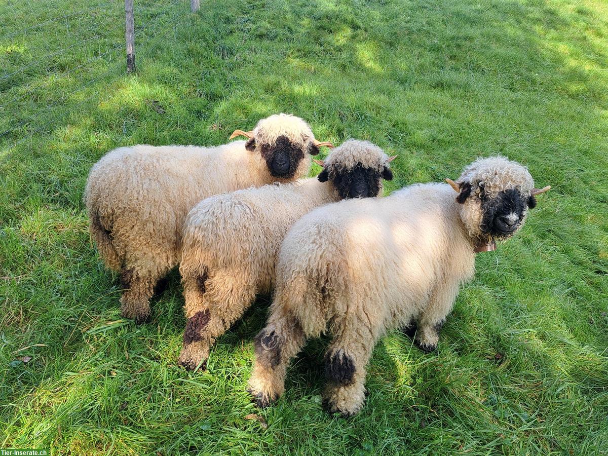 Walliser Schwarznasenschafe zu verkaufen