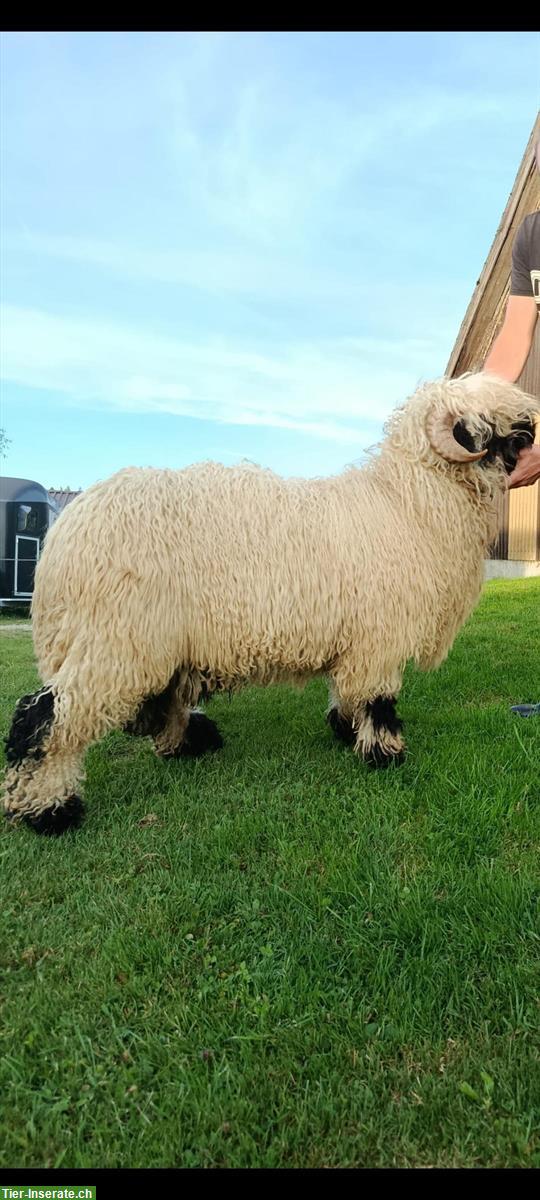 Bild 3: Walliser Schwarznasenschafe zu verkaufen