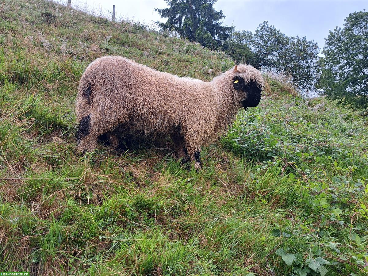 Bild 4: Walliser Schwarznasenschafe zu verkaufen