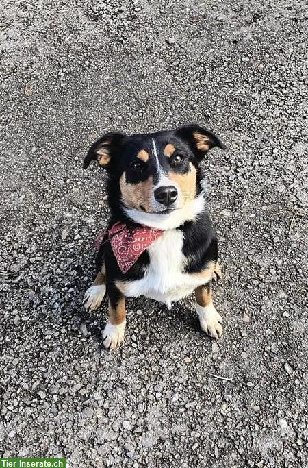Junger Appenzeller Mischling, familienfreundlicher Hund