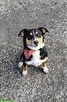 Junger Appenzeller Mischling, familienfreundlicher Hund
