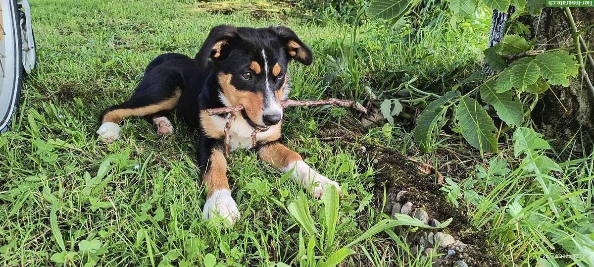 Bild 2: Junger Appenzeller Mischling, familienfreundlicher Hund