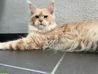 4-jährige Maine Coon Kätzin mit Stammbaum