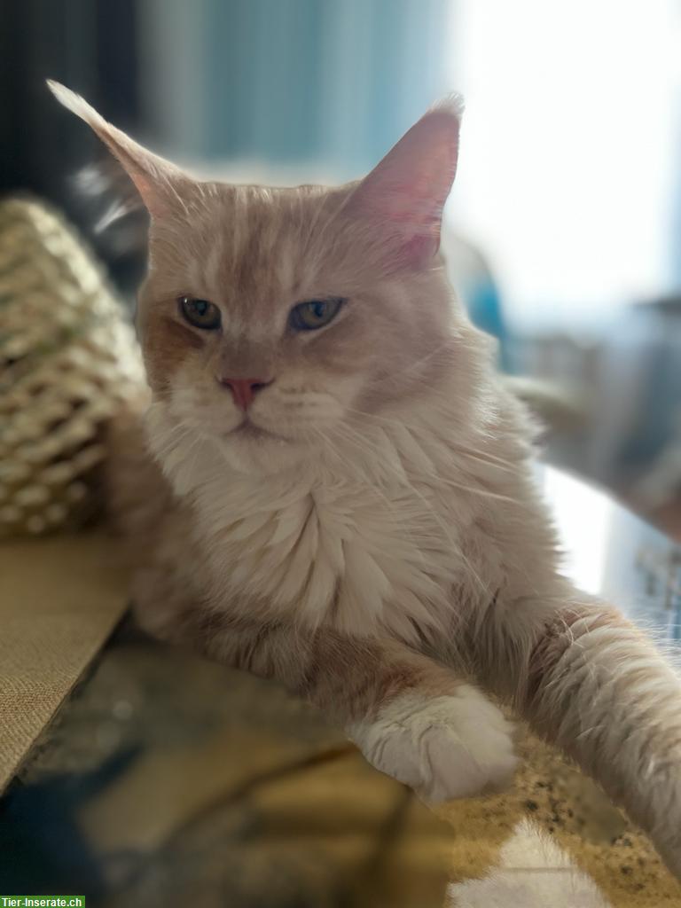 Bild 2: 4-jährige Maine Coon Kätzin mit Stammbaum