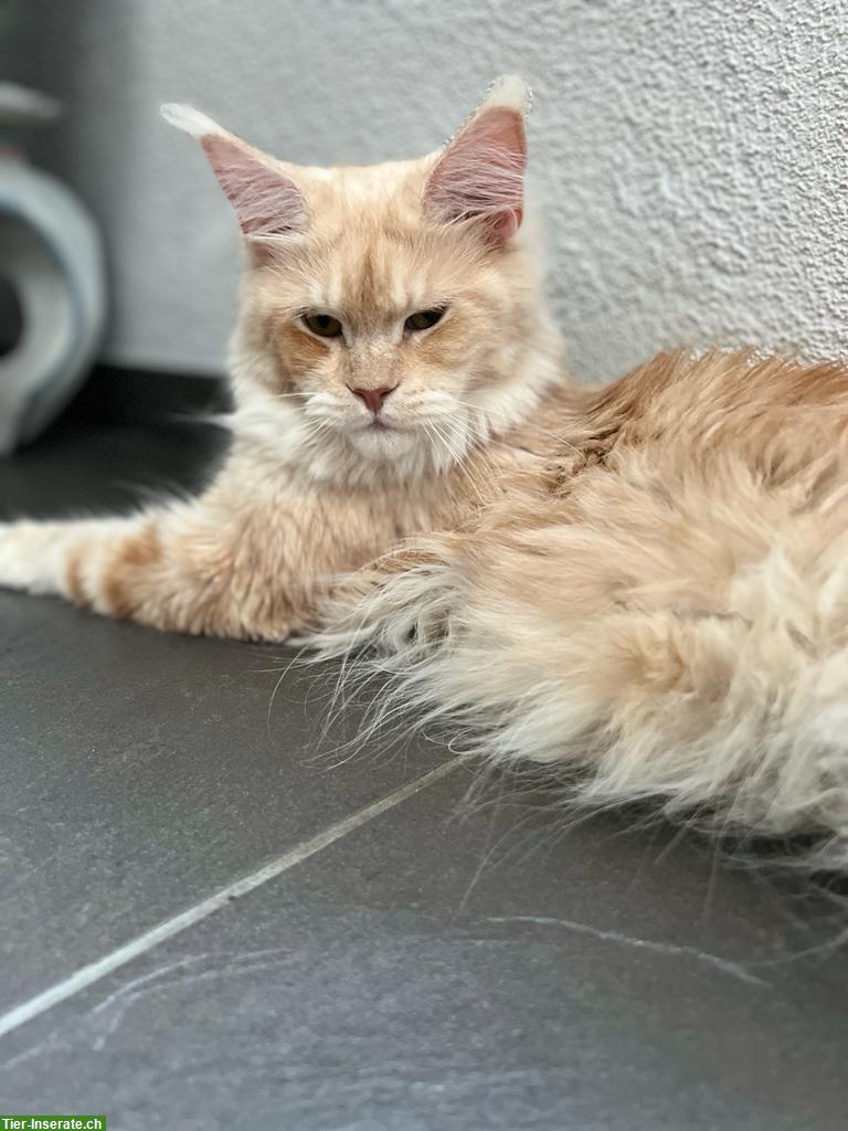 Bild 3: 4-jährige Maine Coon Kätzin mit Stammbaum