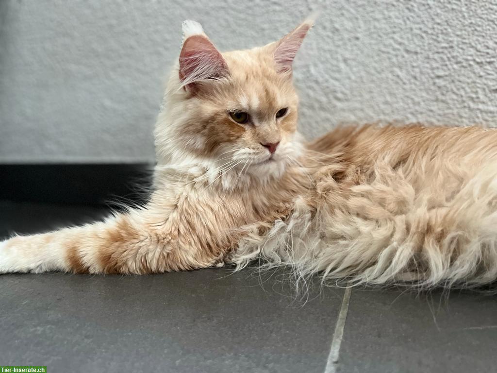Bild 4: 4-jährige Maine Coon Kätzin mit Stammbaum