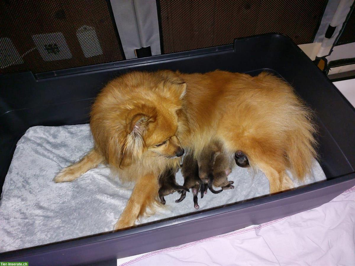Mittelspitz Welpen, 4 Weibchen + 1 Rüde orange-sable SKG/FCI