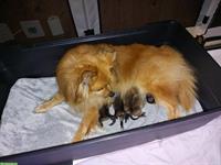 Mittelspitz Welpen, 4 Weibchen + 1 Rüde orange-sable SKG/FCI