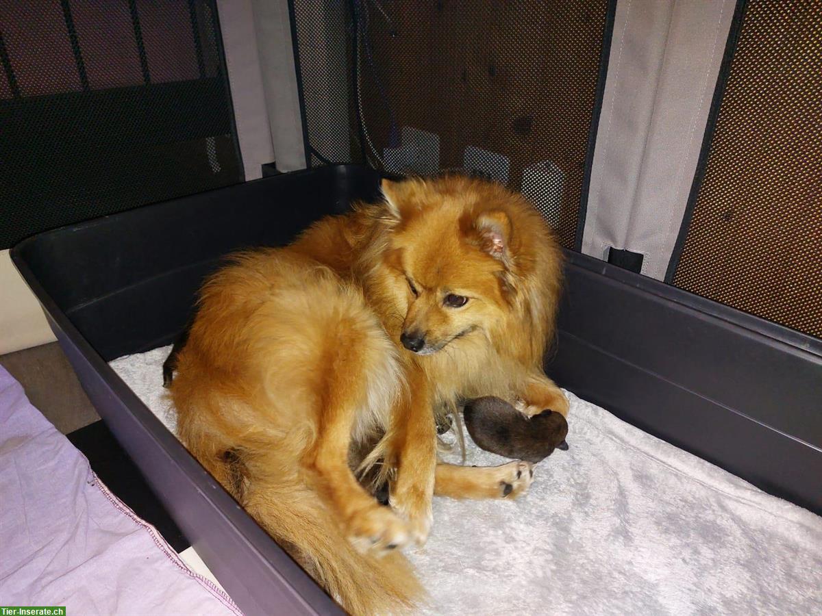 Bild 2: Mittelspitz Welpen, 4 Weibchen + 1 Rüde orange-sable SKG/FCI