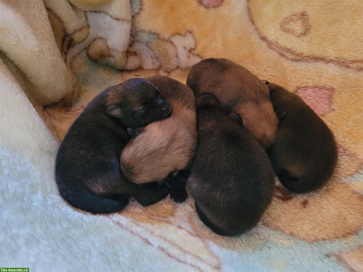 Bild 3: Mittelspitz Welpen, 4 Weibchen + 1 Rüde orange-sable SKG/FCI