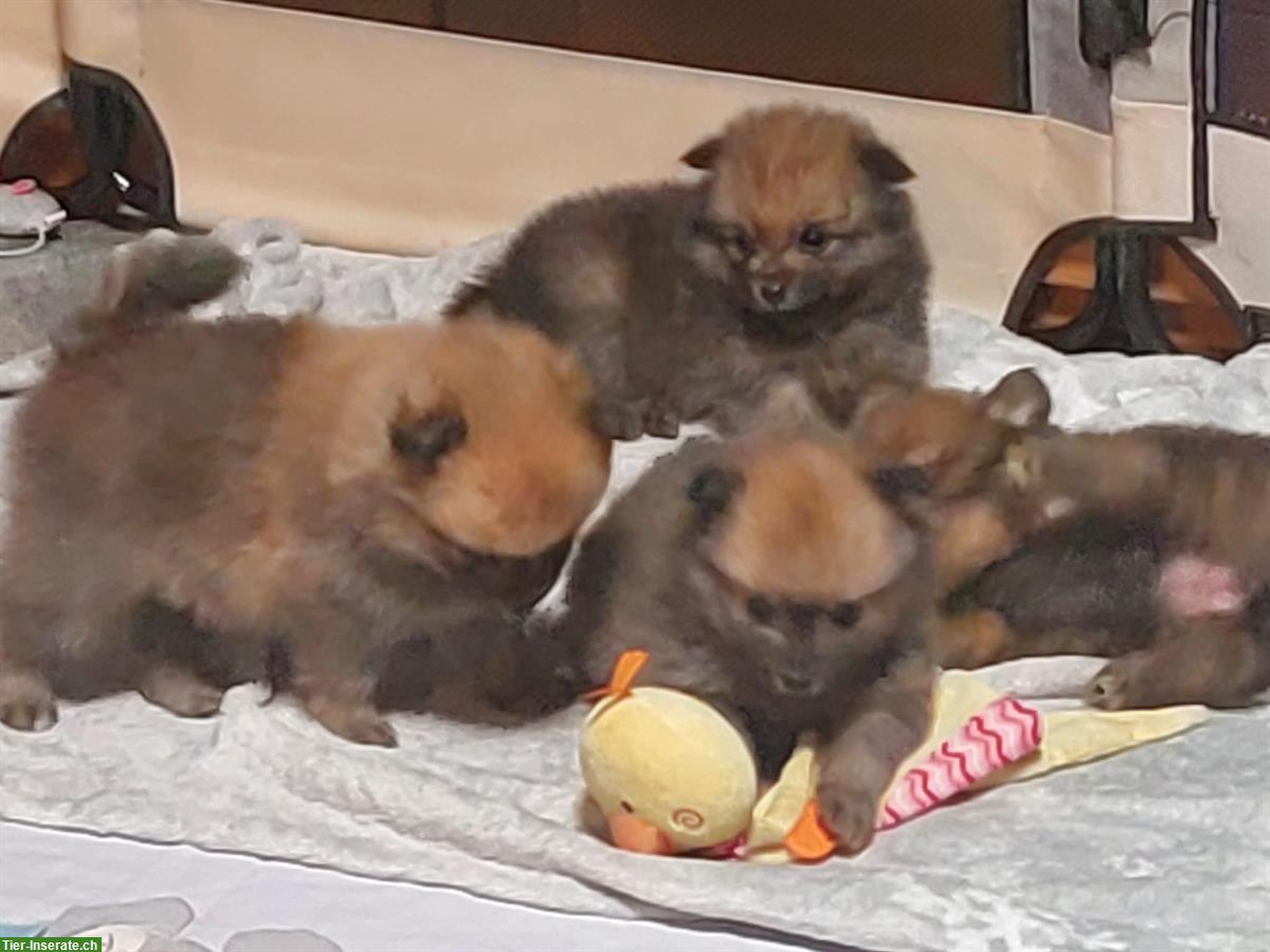 Bild 6: 2 von 5 Mittelspitz Welpen, orange-sable SKG/FCI