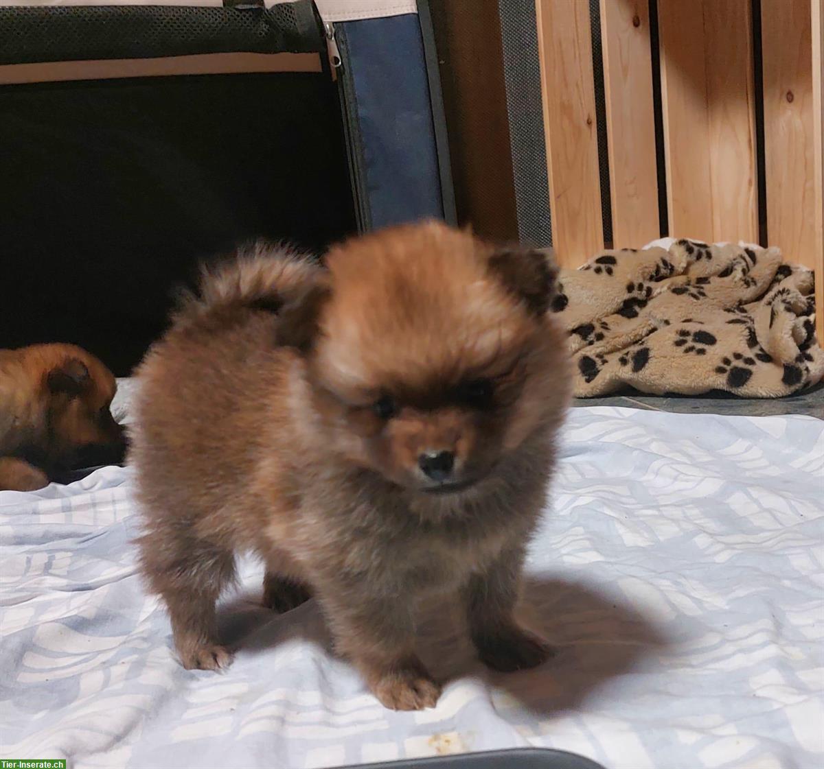 Bild 7: 2 von 5 Mittelspitz Welpen, orange-sable SKG/FCI