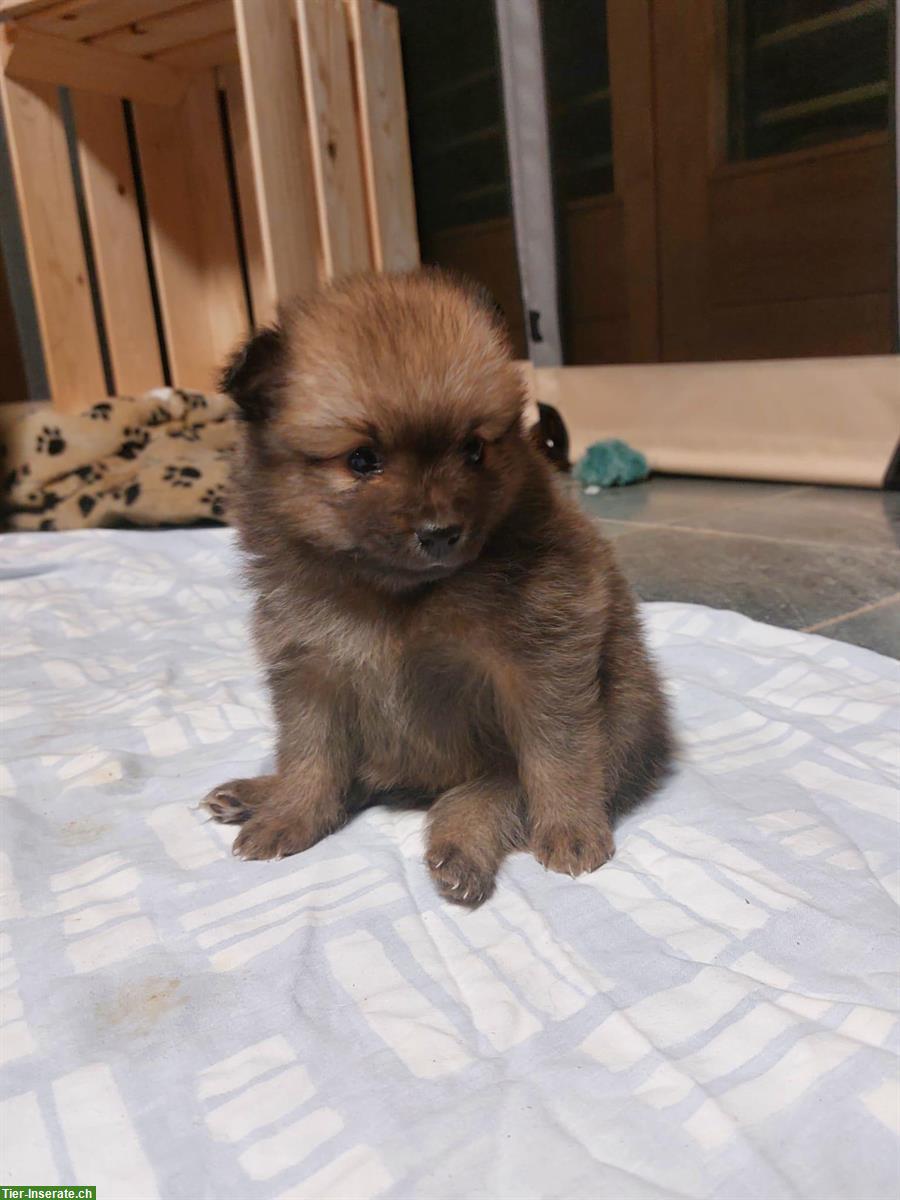 Bild 8: 2 von 5 Mittelspitz Welpen, orange-sable SKG/FCI