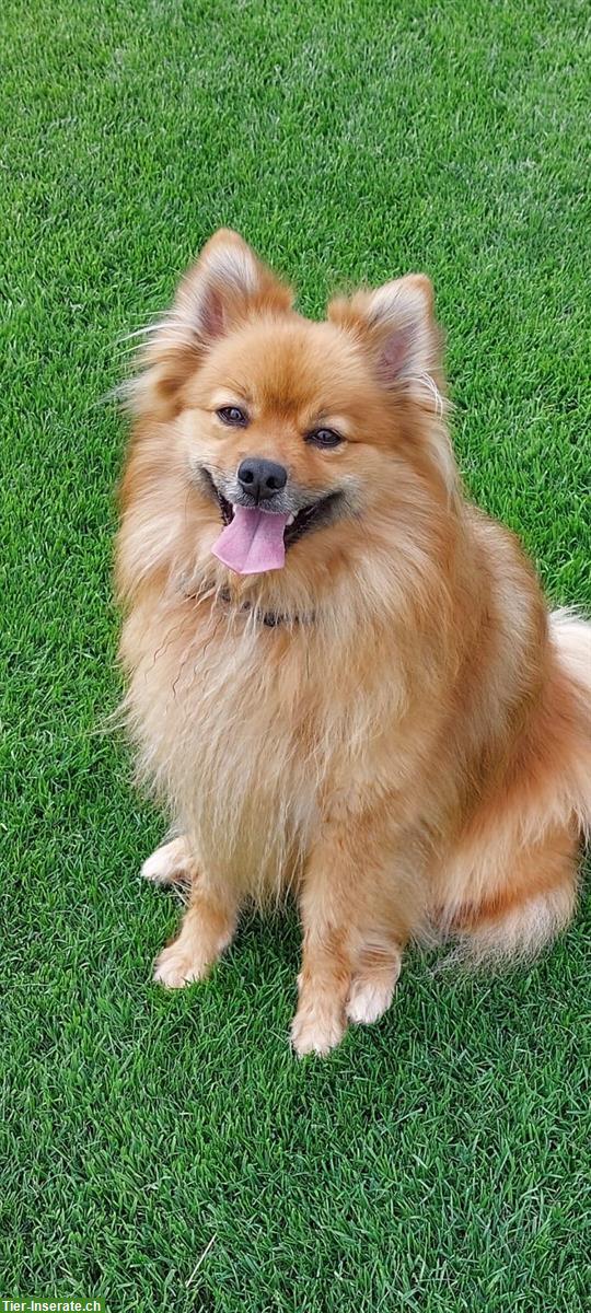 Bild 9: 2 von 5 Mittelspitz Welpen, orange-sable SKG/FCI