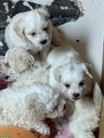 Bolonka x Bichon Frisé Mischlings Welpen