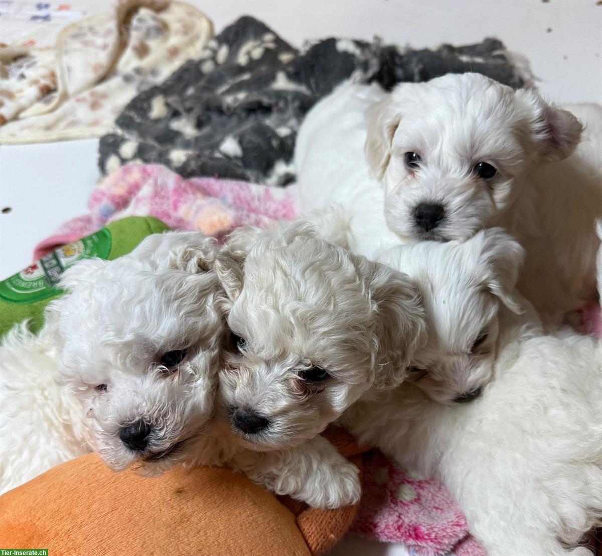 Bild 2: Bolonka x Bichon Frisé Mischlings Welpen