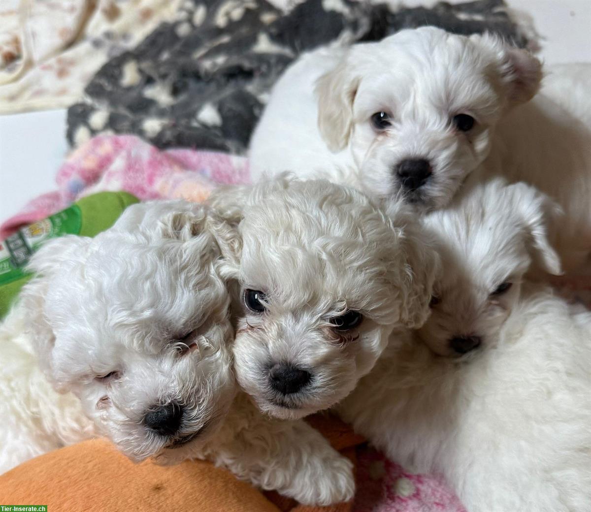 Bild 3: Bolonka x Bichon Frisé Mischlings Welpen