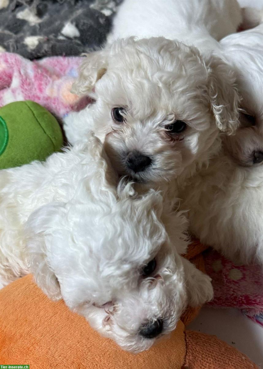 Bild 4: Bolonka x Bichon Frisé Mischlings Welpen