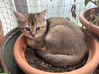 Wohnzimmerpumas, Mischling Kitten suchen ein Zuhause