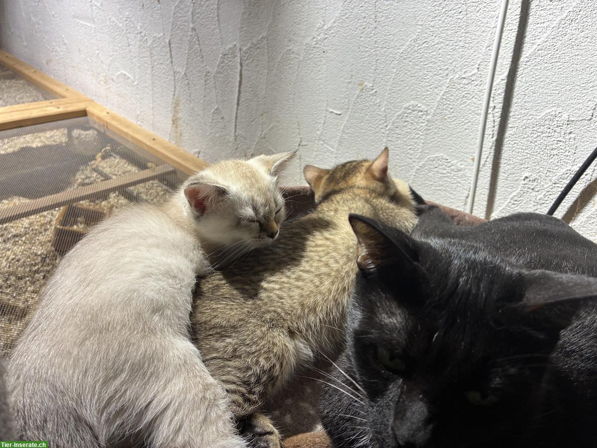 Bild 2: Wohnzimmerpumas, Mischling Kitten suchen ein Zuhause