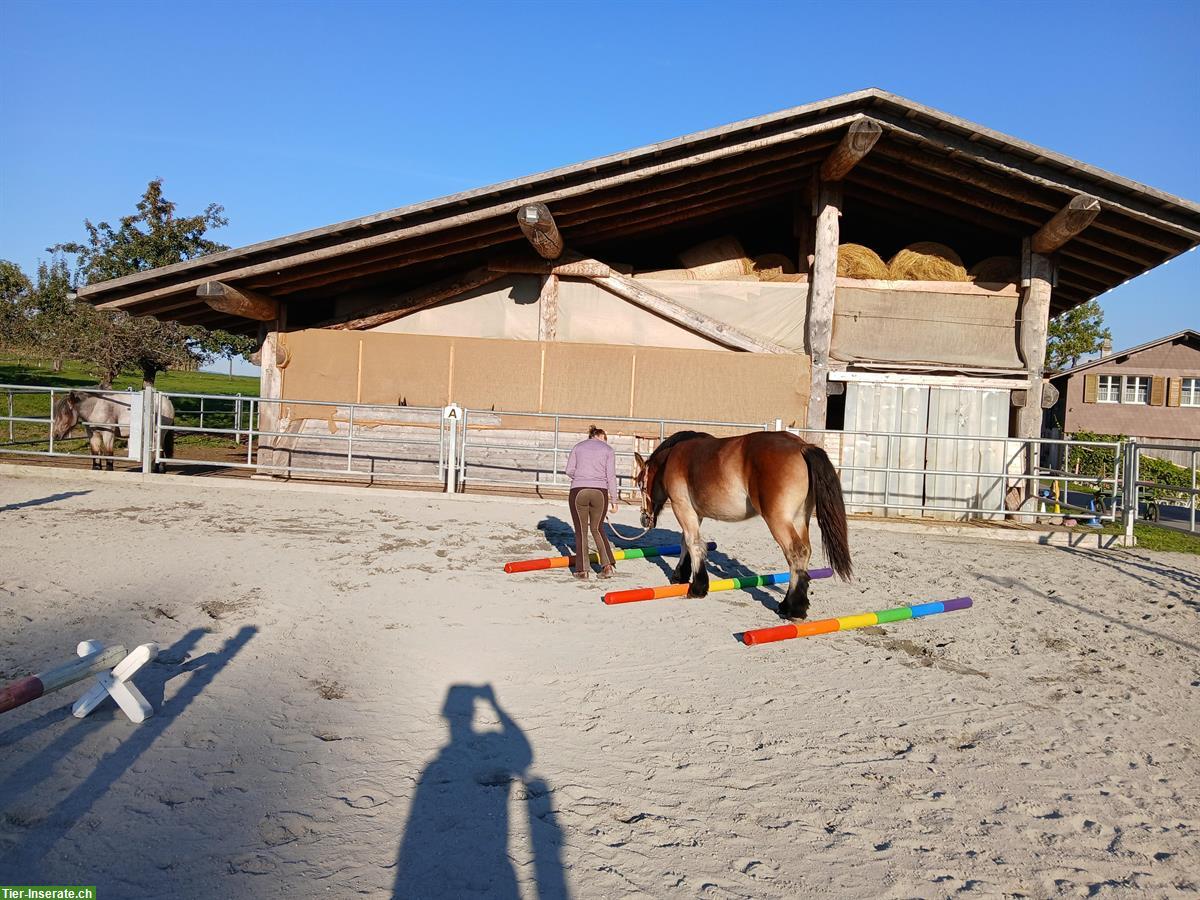 Bild 3: Tolle Ardenner Jungstute zu verkaufen