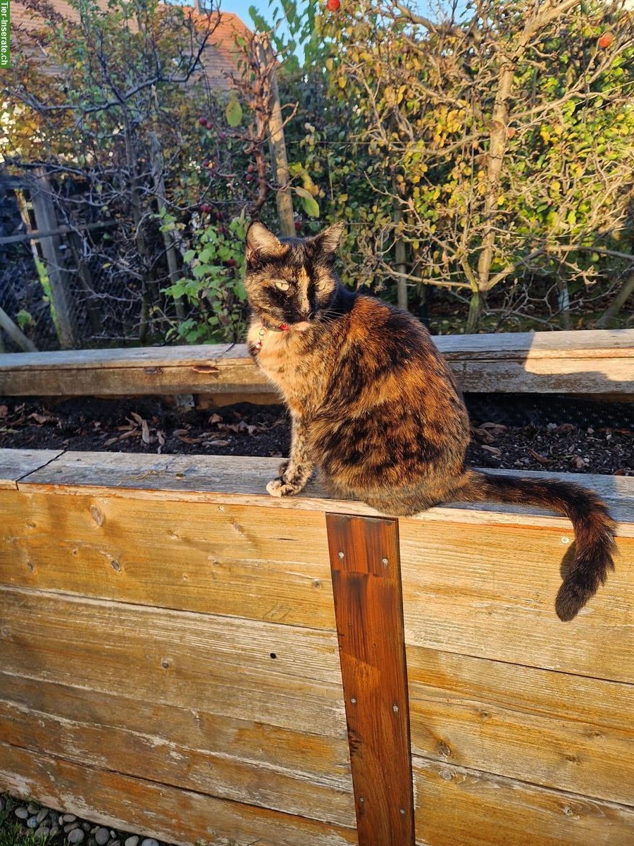 Schildpatt Katze benötigt dringend Unterkunft für etwa 2 Jahre