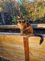 Schildpatt Katze benötigt dringend Unterkunft für etwa 2 Jahre