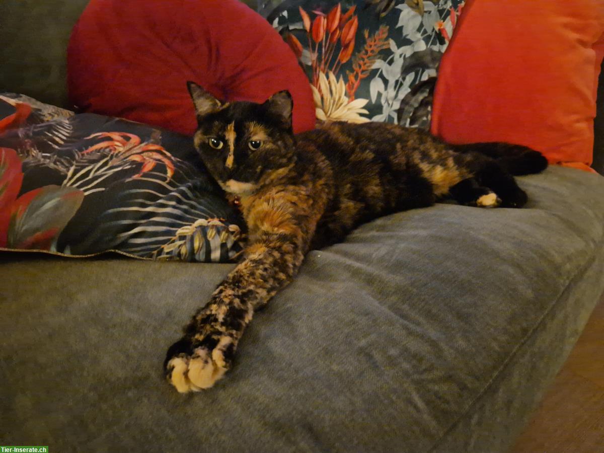 Bild 2: Schildpatt Katze benötigt dringend Unterkunft für etwa 2 Jahre