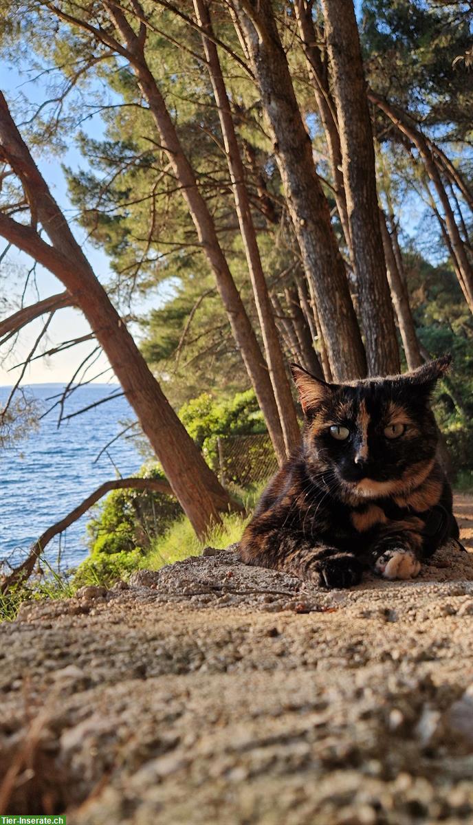 Bild 5: Schildpatt Katze benötigt dringend Unterkunft für etwa 2 Jahre