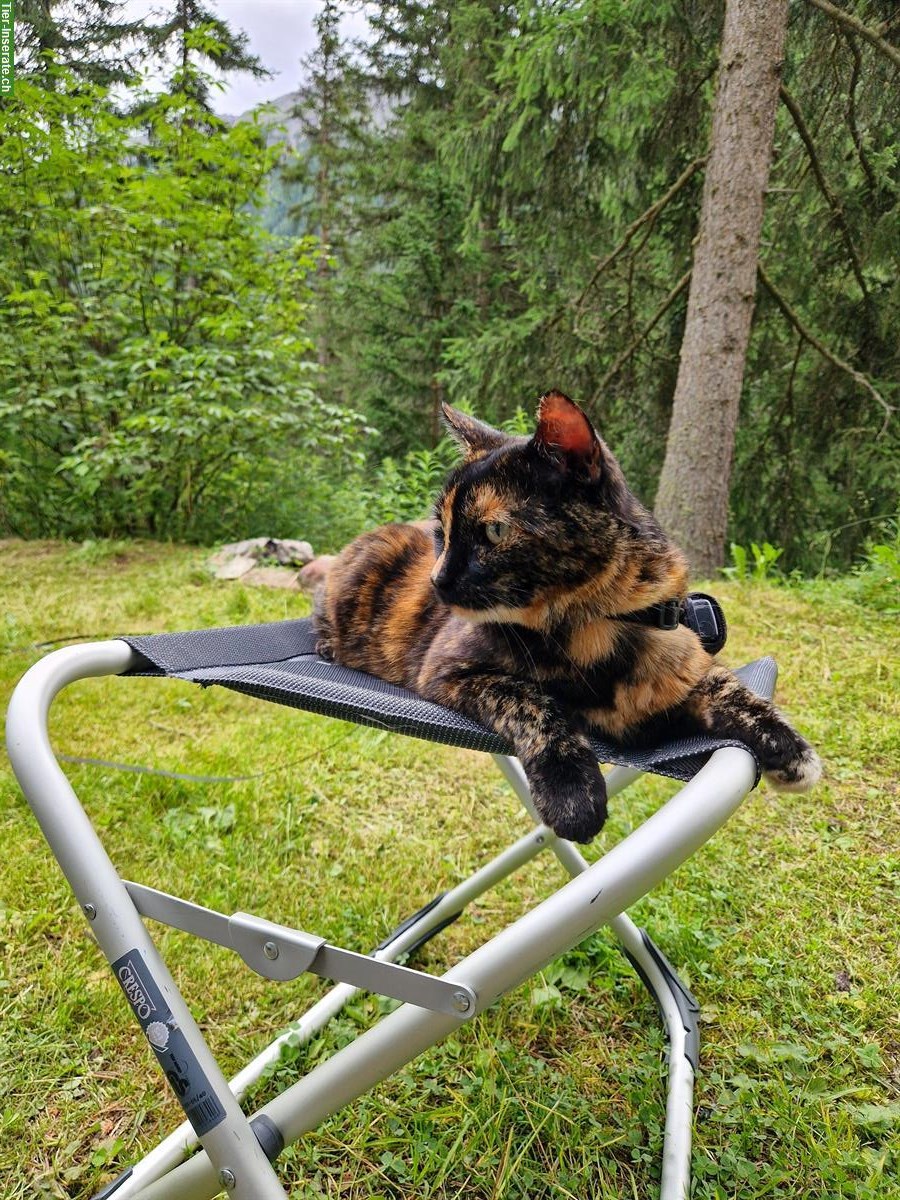 Bild 6: Schildpatt Katze benötigt dringend Unterkunft für etwa 2 Jahre