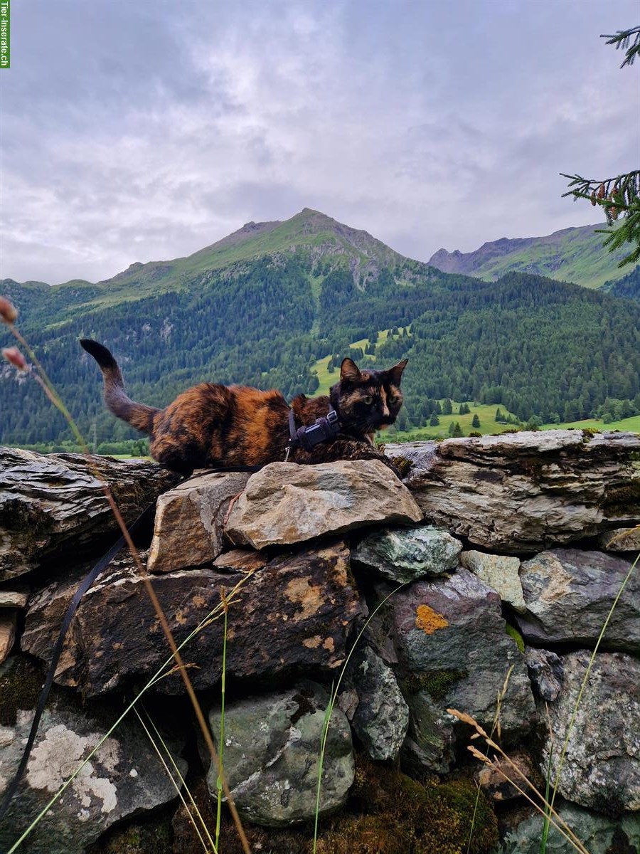 Bild 7: Schildpatt Katze benötigt dringend Unterkunft für etwa 2 Jahre