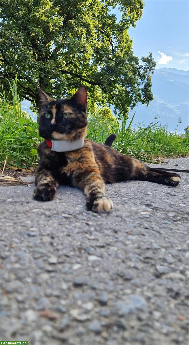 Bild 8: Schildpatt Katze benötigt dringend Unterkunft für etwa 2 Jahre
