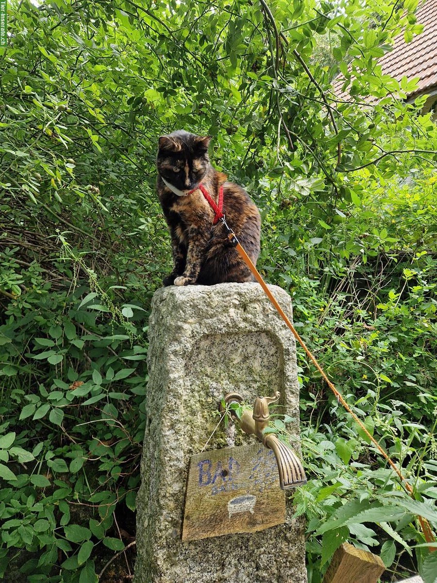 Bild 9: Schildpatt Katze benötigt dringend Unterkunft für etwa 2 Jahre