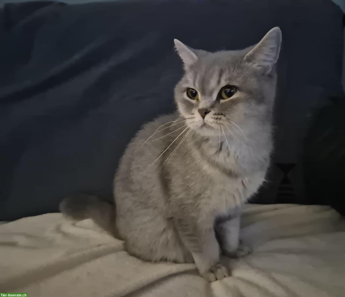 BKH Katzenmädchen mit Stammbaum