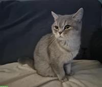 BKH Katzenmädchen mit Stammbaum