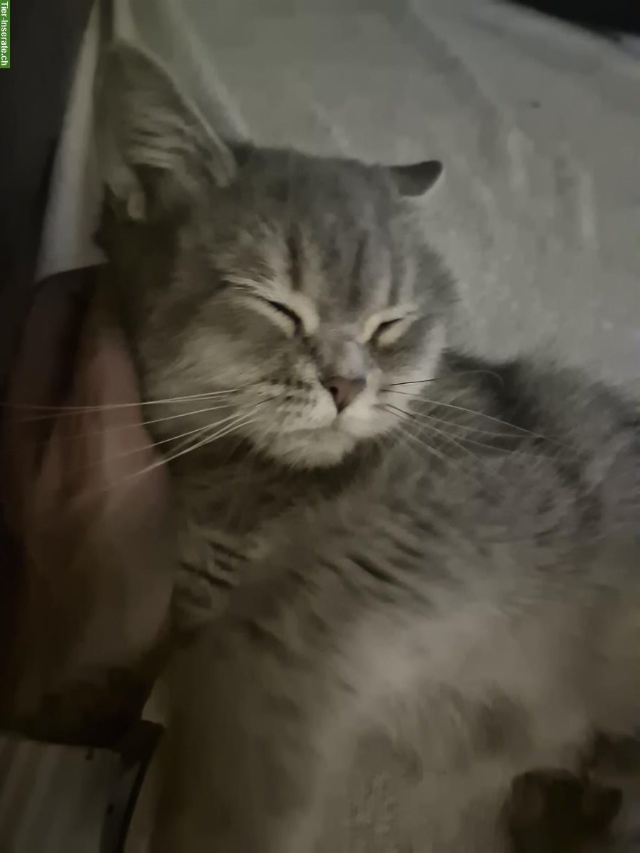 Bild 2: BKH Katzenmädchen mit Stammbaum