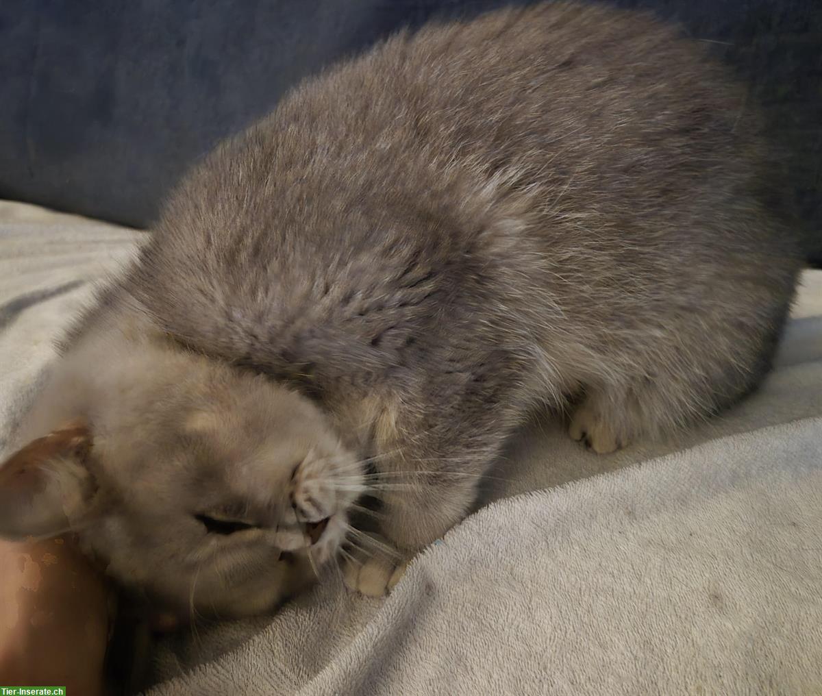 Bild 3: BKH Katzenmädchen mit Stammbaum