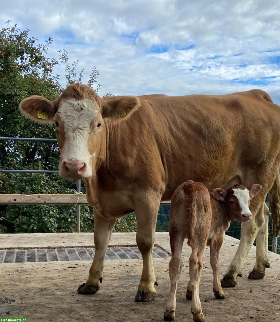 Zahmes Mutterkuh-Rind mit Kalb