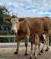 Zahmes Mutterkuh-Rind mit Kalb